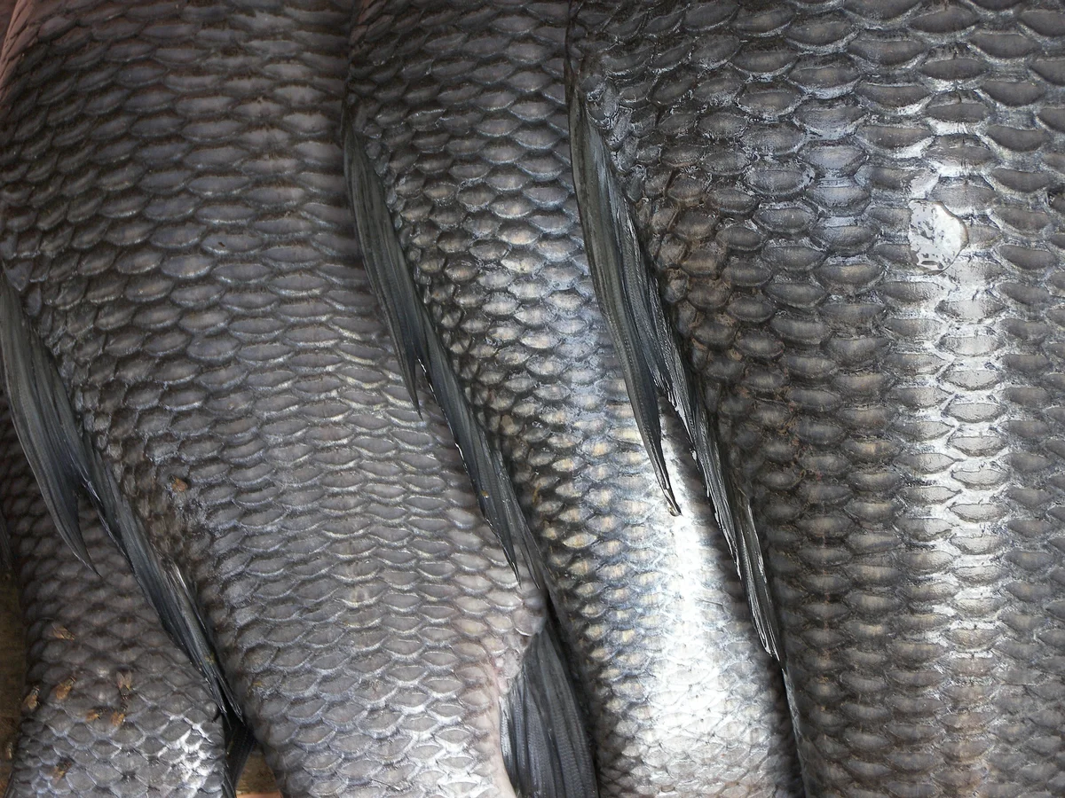 Fish Skin: When to Keep It, When to Remove It