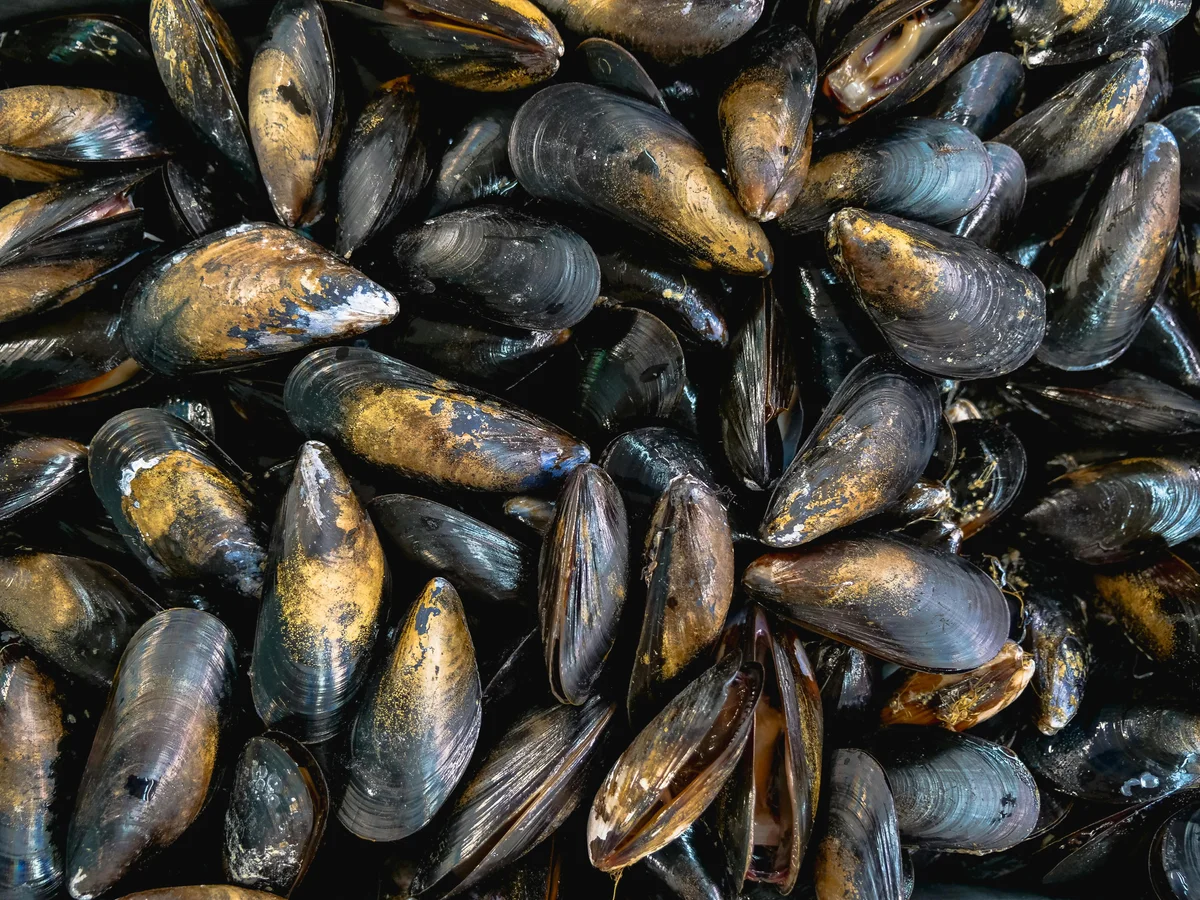 Shellfish Season Confusion: When Mussels and Clams Are Actually Safe